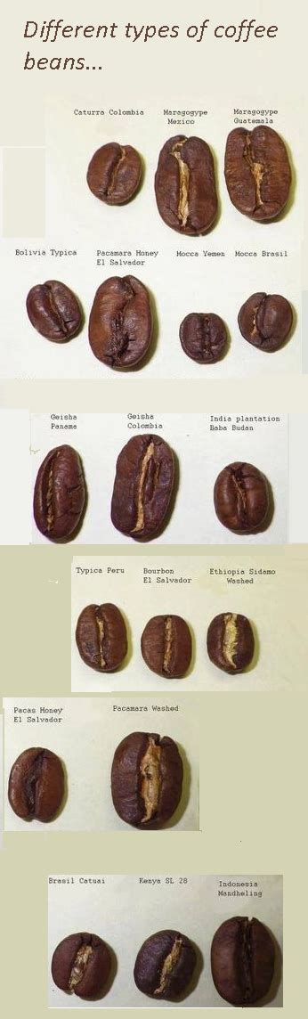 Coffee Beans Types Explained