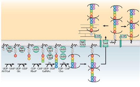 Figure 3 from Lipoteichoic acid synthesis and function in gram-positive ...