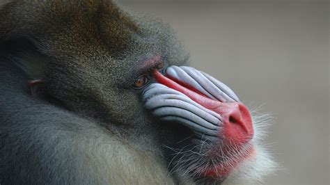 Free photo: Mandrill - Animal, Antwerp, Ape - Free Download - Jooinn