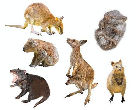 Are Marsupials Mammals? - WorldAtlas