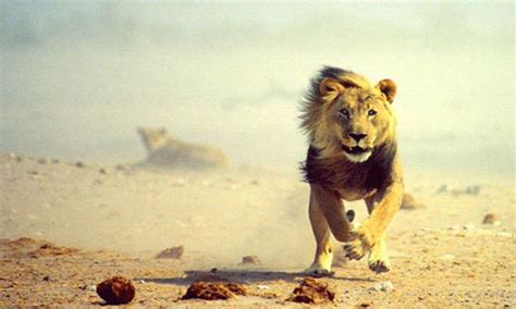 lion gif on Tumblr