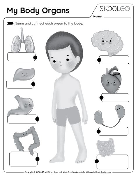 Organ Sort Worksheet Human Body Activities Human Body Organs Human ...