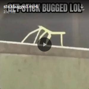 Get Stick Bugged Lol | Get Stick Bugged Lol | Know Your Meme