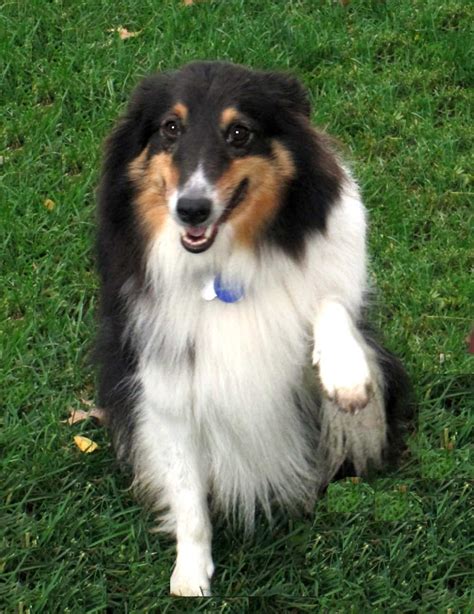 CISR - Sheltie Colors