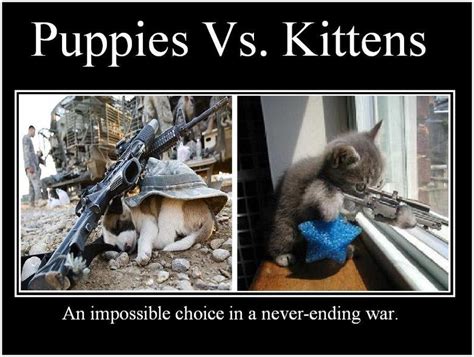 Puppies Vs. Kittens - Picture | eBaum's World