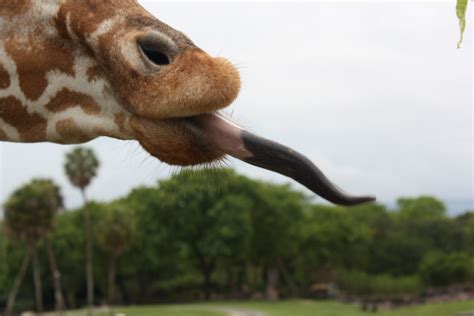 Giraffe Tongue by ccmm on DeviantArt