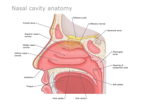 Nose anatomy: Parts and its Functions