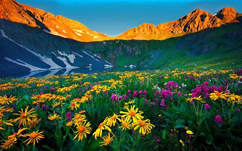 Wildflowers Colorado Alpine Flowers Rocky Mountains Nature Wallpapers ...