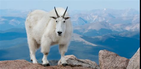 Studying the genome of mountain goats shows us how they adapted to ...