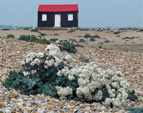 Rye Harbour Nature Reserve – Rye Harbour in East Sussex