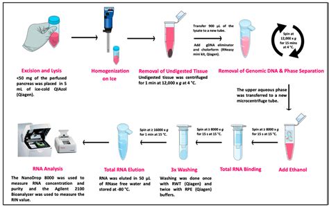 Genes | Free Full-Text | Comparing and Optimizing RNA Extraction from ...