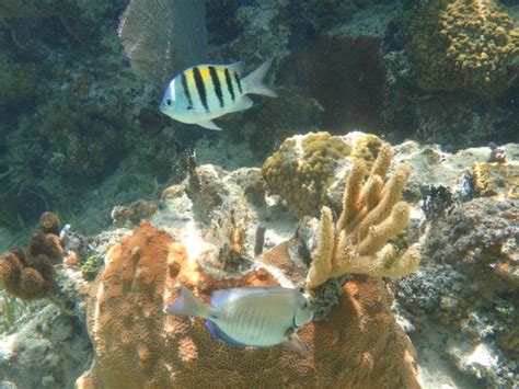 Snorkeling - Picture of Melia Cayo Santa Maria, Cayo Santa Maria ...