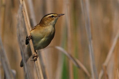 Sedge Warbler - song / call / voice / sound.