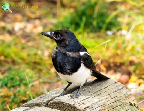 Black-billed Magpie | Pica Hudsonia | Black and White Bird | Fun Facts