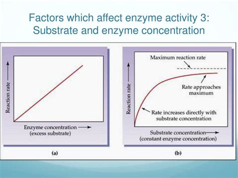 PPT - Enzymes PowerPoint Presentation, free download - ID:1940469