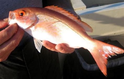 Types of Snapper | Snapper Fishing