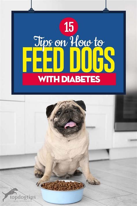 15 Tips on Diabetic Dog Food and How to Feed Dogs with Diabetes