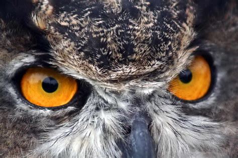 Free picture: great, horned, owl, eyes, up-close, bubo virginianus