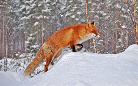 winter, Snow, Nature, Landscape, Fox Wallpapers HD / Desktop and Mobile ...