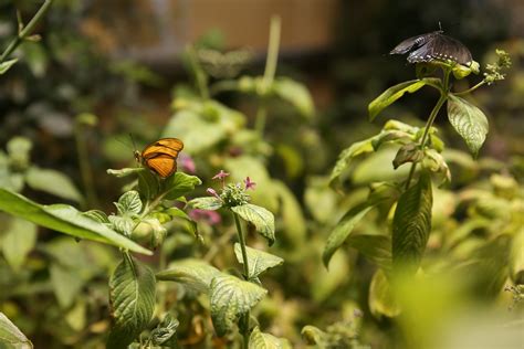 The Butterfly Pavilion at the Natural History Museum is so dreamy | DC ...