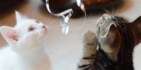 Playing With Your Cat | International Cat Care