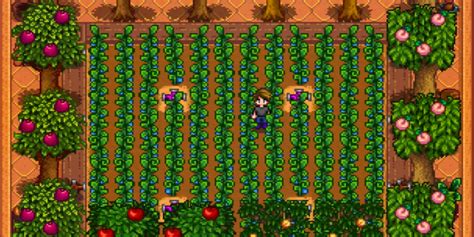 What is Stardew Valley's Best Greenhouse Layout?