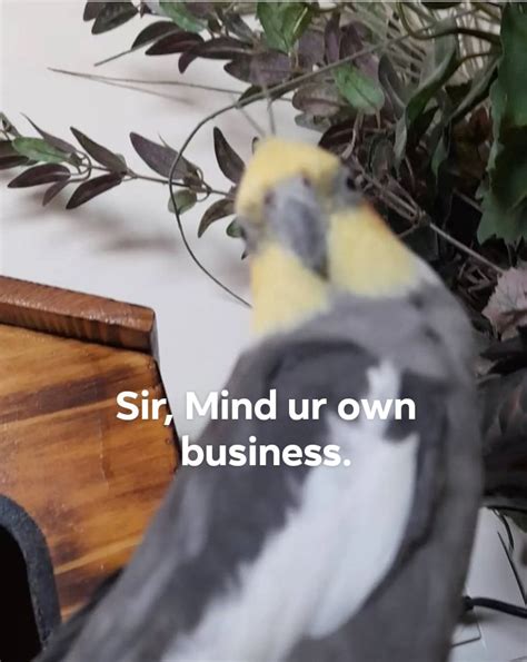 mind ur own business : cockatiel