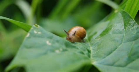 Beginners Guide to Pet Snail Care [Simple] - 903Pets