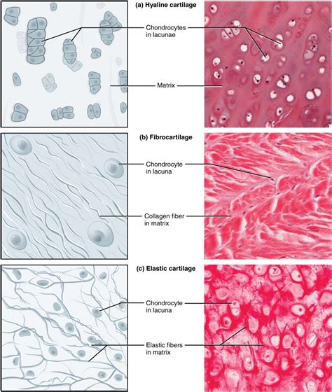 Connective Tissue | Anatomy and Physiology