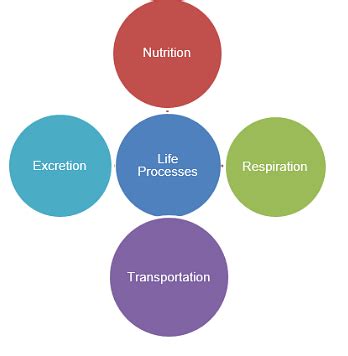 Life Processes: Nutrition, Transportation and Excretion