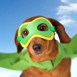 20 Superhero Dog Costumes for Halloween