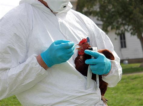 Farmers want bird flu vaccine, but it's no cure-all | Local News ...