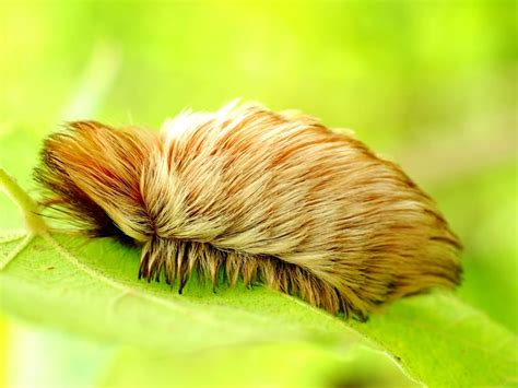 Fuzzy Caterpillar's Venomous Sting Causes Pain, Nausea | Patch PM ...