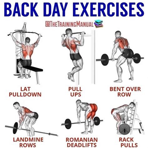 ⏰ Gym Tips Posted Every Day!⏰ on Instagram: "💪𝗕𝗔𝗖𝗞 𝗗𝗔𝗬 𝗘𝗫𝗘𝗥𝗖𝗜𝗦𝗘𝗦!💪 𝗧𝗮𝗴 ...