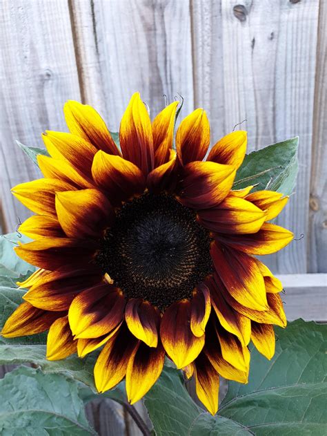 My beautiful sunflower in Melbourne : gardening