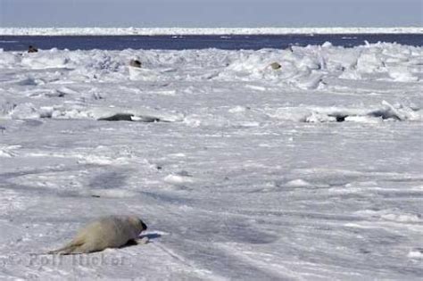 Seal Habitat | Photo, Information