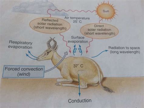 Endothermy in Endotherms: Examples of Endothermic animals - Jotscroll