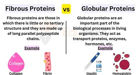 Differences Between Fibrous Proteins And Globular Proteins