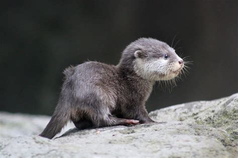 Adorable Baby Otter : r/Otters