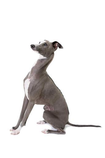 Italian Greyhound Dogs | Dog Breeds