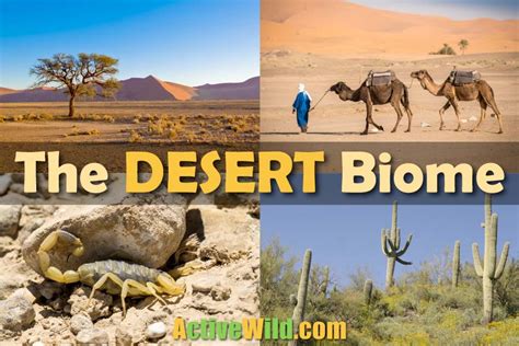 The Desert Biome: Facts, Characteristics, Types Of Desert, Life In Deserts