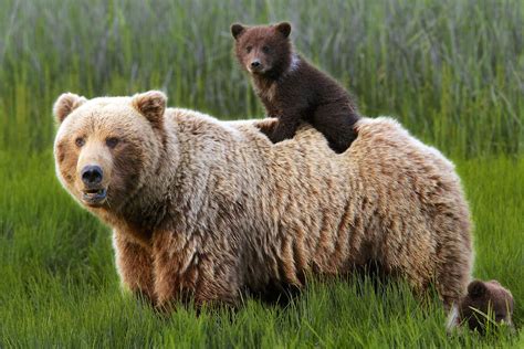 From Mild to Wild: How to See Alaska’s National Parks | Animals ...