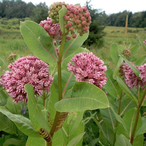 Wild Edible Common Milkweed Asclepias Syriaca - 40 Seeds