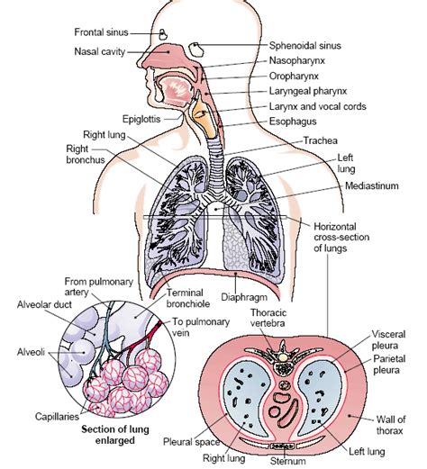 Standard Note: Human Respiratory System