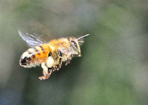 Family APIDAE - Social Bees