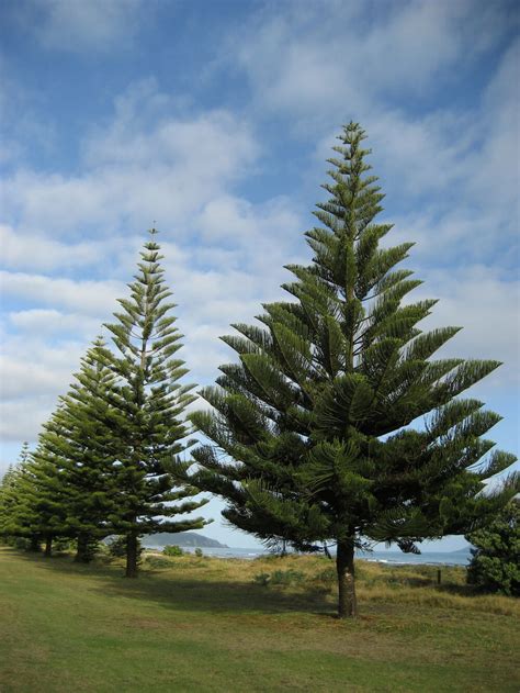 Araucaria 'Norfolk Island Pine' 16" Pot - Hello Hello Plants & Garden ...