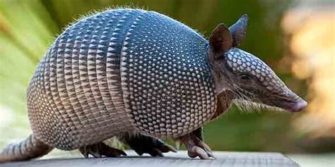 Nine-Banded Armadillo