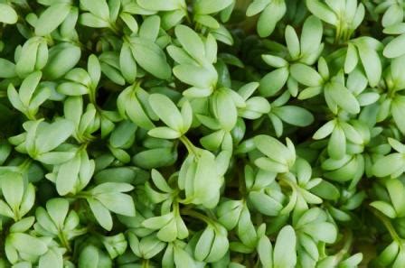 Garden Cress - Lepidium sativum Uses, Side Effects, Research