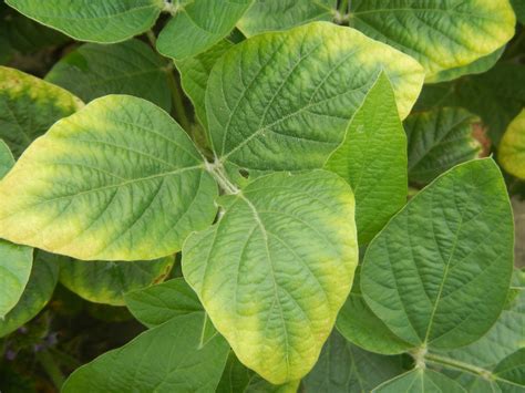 Nutrient deficiencies in soybeans - Western Canada