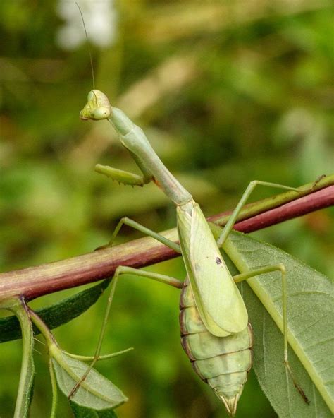 Carolina Mantis: Facts, Description, and Pictures